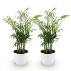 2× Goudpalm (Dypsis) in Potter-sierpot wit – Ø12 cm, 15 cm hoog