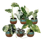 6× Babyplanter Variegata Mix incl. Copper Reef – Ø6 cm, 10–15 cm høj