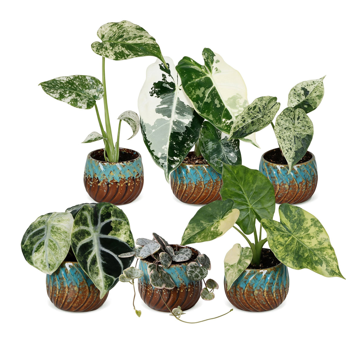 6× Babyplanter Variegata Mix incl. Copper Reef – Ø6 cm, 10–15 cm høj