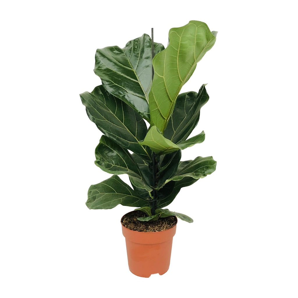 Ficus lyrata (vioolbladplant) – Ø17 cm, 75 cm hoog