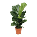 Ficus lyrata (vioolbladplant) – Ø17 cm, 75 cm hoog