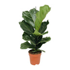 Ficus lyrata (vioolbladplant) – Ø17 cm, 75 cm hoog