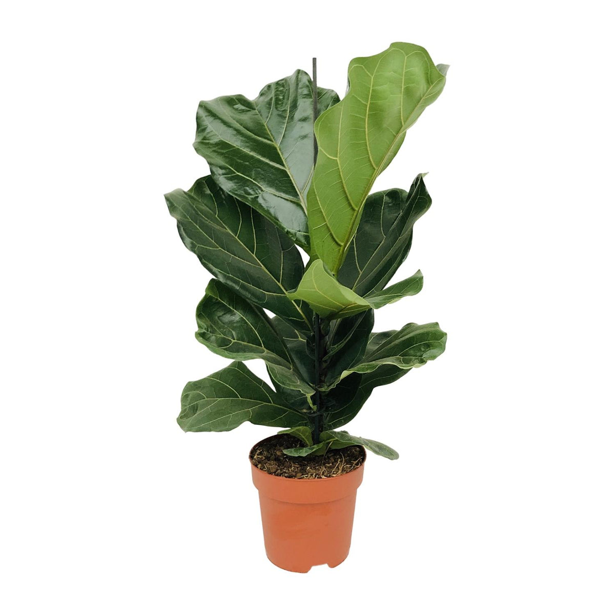 Ficus lyrata (vioolbladplant) – Ø17 cm, 75 cm hoog