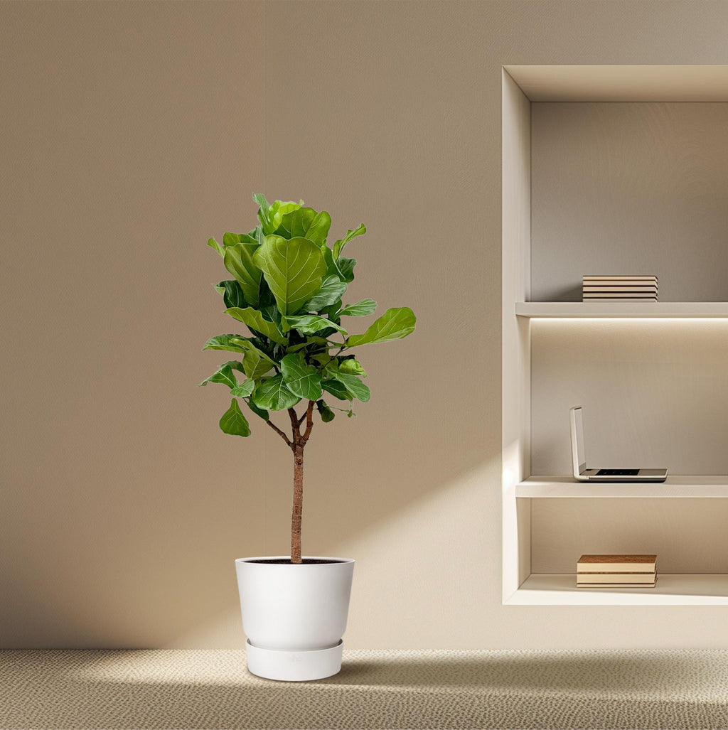 Ficus lyrata boom (vioolbladplant) – Ø30 cm, 170 cm hoog