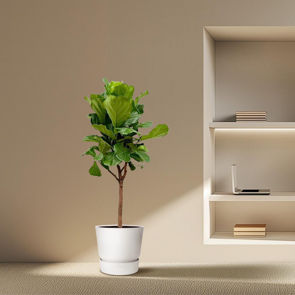 Ficus lyrata boom (vioolbladplant) – Ø30 cm, 170 cm hoog