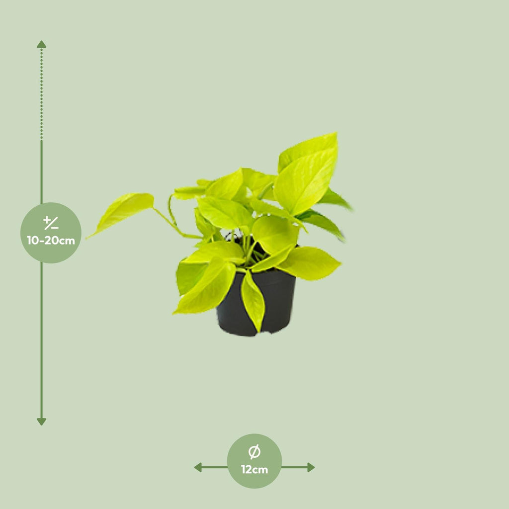 Epipremnum Golden Pothos (scindapsus) – Ø12 cm, 15 cm hoch