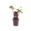 Ficus 'Bornholm' (fig tree) – Ø15 cm, 40 cm high