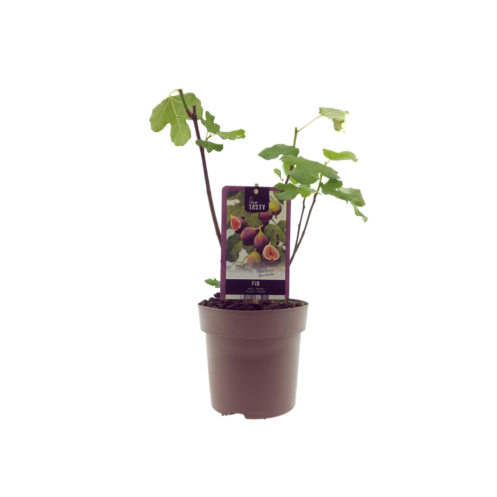 Ficus 'Bornholm' (fig tree) – Ø15 cm, 40 cm high