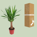 Yucca "Maya Tree" 30stam – Ø19 cm, 80 cm hoog