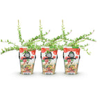 Vaccinium macrophylla 'Early Black' (blauwe bes) – 3 planten, Ø9 cm, 35 cm hoog