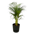 Areca-Palme (Dypsis) in Greenville Rund-Schmucktopf schwarz – Ø 19 cm, 120 cm hoch