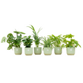 6× Verrassingsbox kamerplantjes in Vibes Fold Round-sierpot – Ø14 cm, 30 cm hoog – sorbet