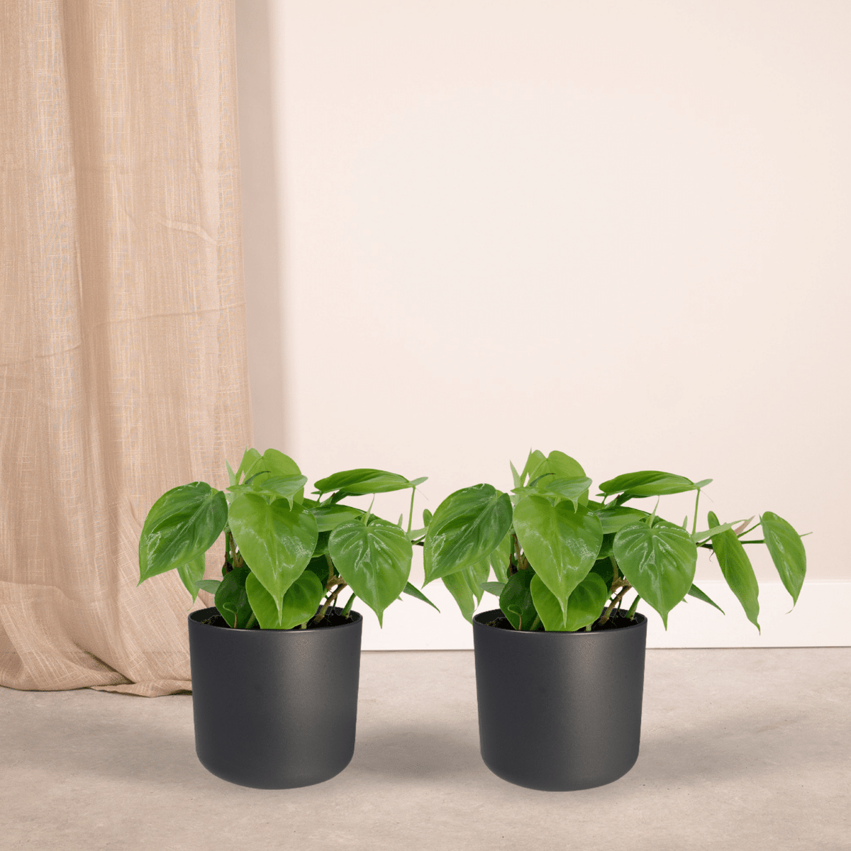 2× Philodendron scandens – Ø12 cm, 15 cm hoch
