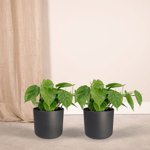 2× Philodendron scandens – Ø12 cm, 15 cm hoch