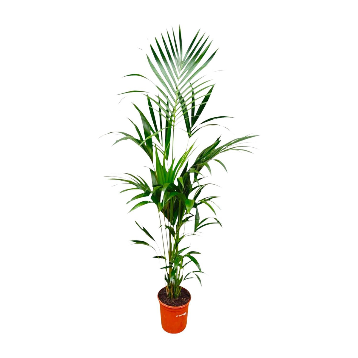 Kentia palm (Howea) – Ø25 cm, 170 cm hoog