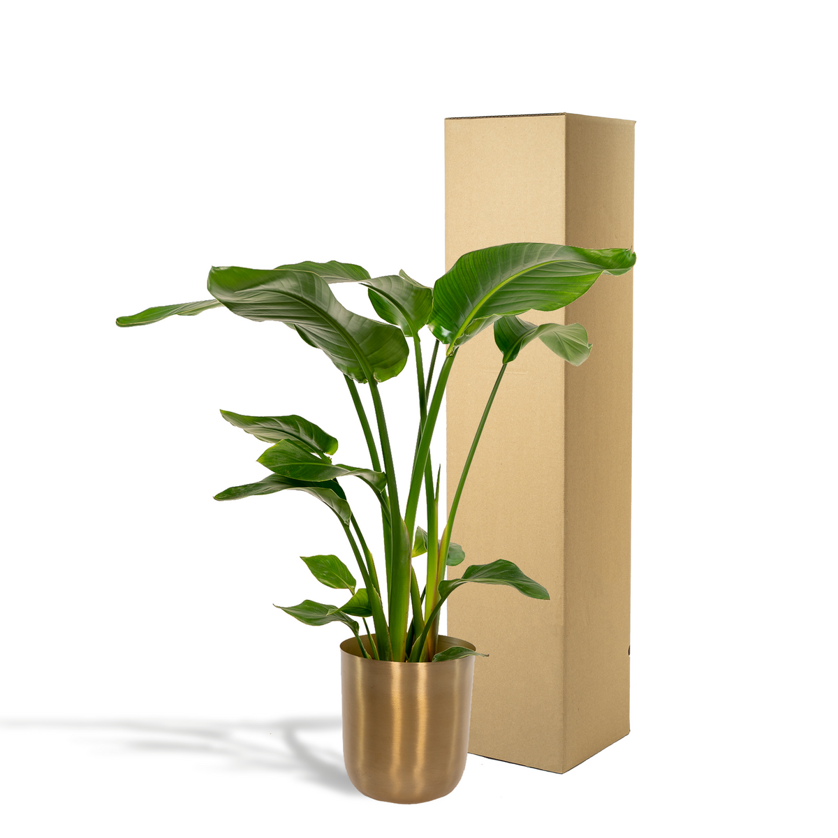 Strelitzia nicolai (witte paradijsvogelbloem) in pot mayk gold – Ø19 cm, 90 cm hoog