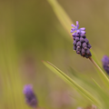 Liriope muscari 'Moneymaker' (liriope) – 6 plantes, Ø9 cm, 10–25 cm de haut