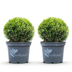 Buis – 2 plantes, Ø 23 cm, 25 cm de haut