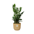 Zamioculcas (plante ZZ) – 40 cm de haut – jaune