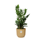 Zamioculcas (plante ZZ) – 40 cm de haut – jaune