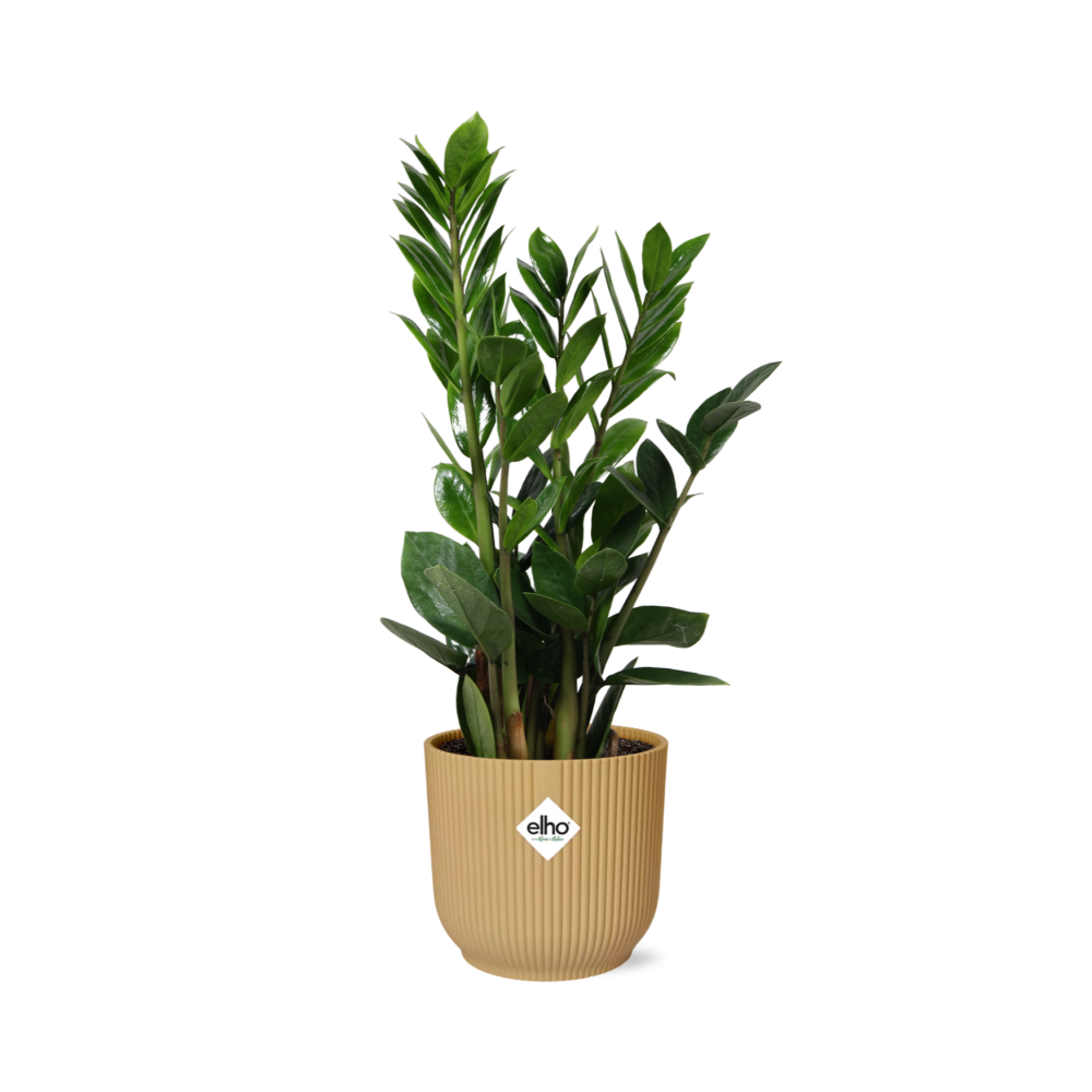 Zamioculcas (zz-plant) – 40 cm hoog – geel
