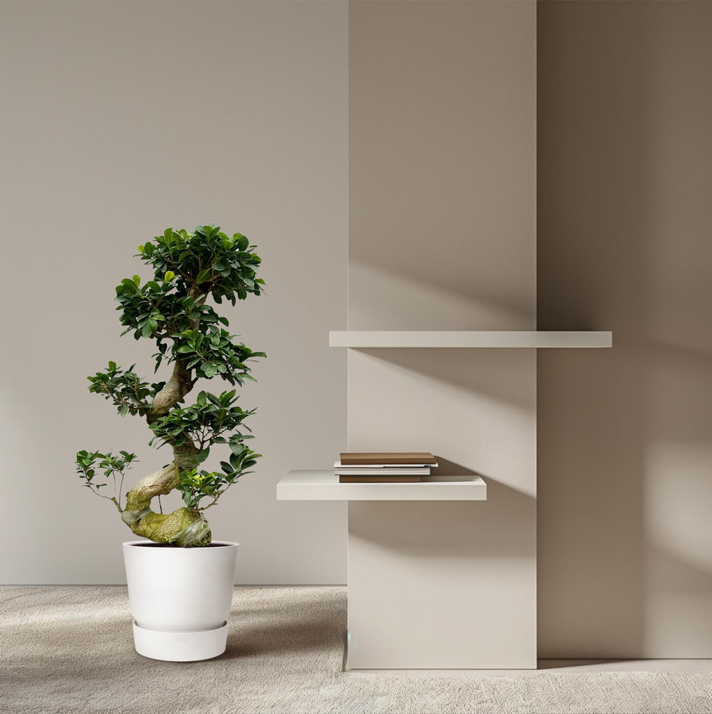 Ficus microcarpa Ginseng (Ficus ginseng) – Ø 24 cm, 80 cm hoch