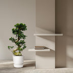 Ficus microcarpa Ginseng (Ficus ginseng) – Ø 24 cm, 80 cm hoch