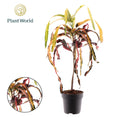 Croton Dreadlock (Codiaeum) – Ø 19 cm, 70 cm hoch