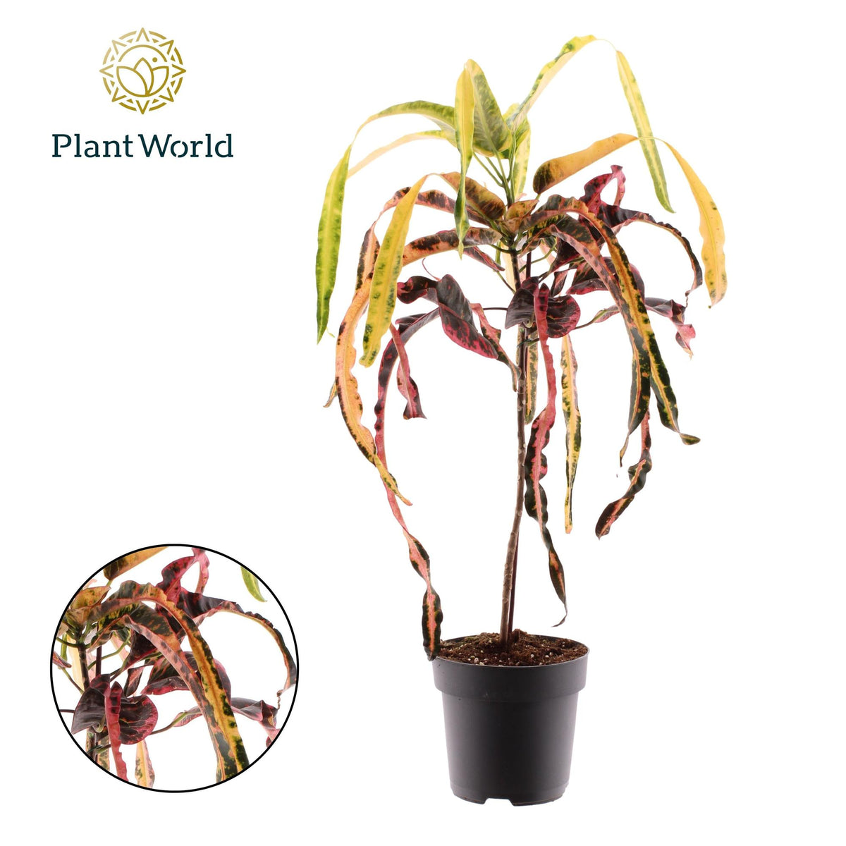 Croton Dreadlock (Codiaeum) – Ø 19 cm, 70 cm hoch