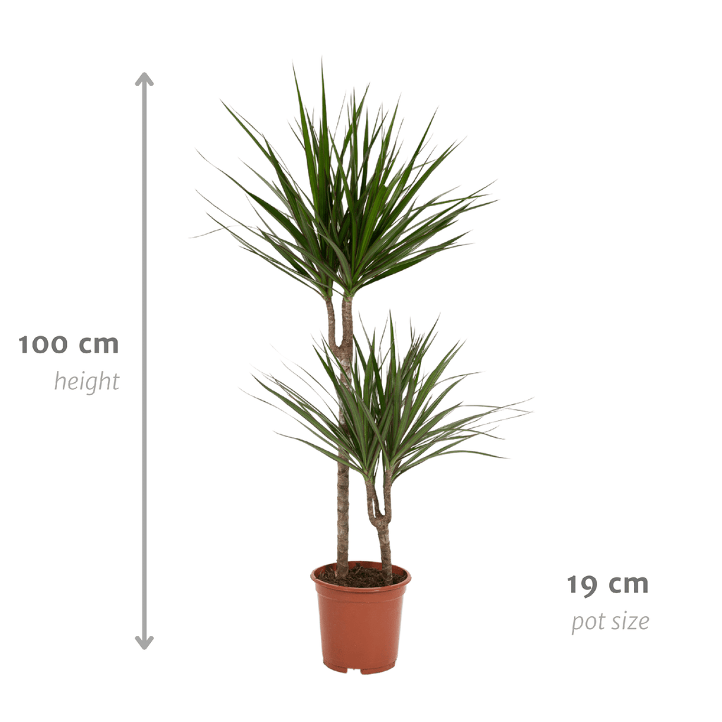 Dracaena marginata (arbre dragonnier) – Ø19 cm, 100 cm de haut