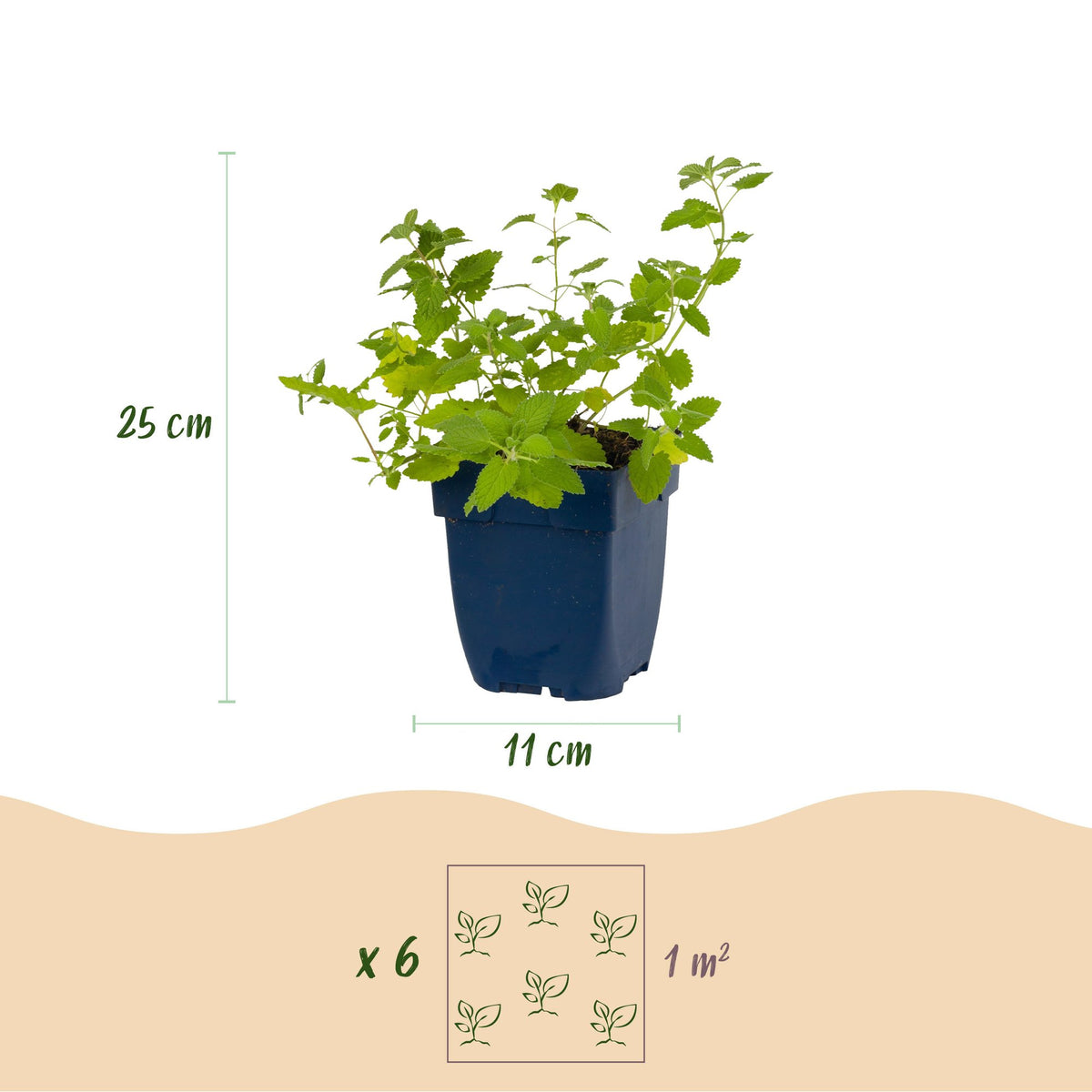 Nepeta faassenii 'Walker’s Low' (menthe-des-chats) – bleu – 24 plantes, Ø11 cm, 15–25 cm de haut – photo 3
