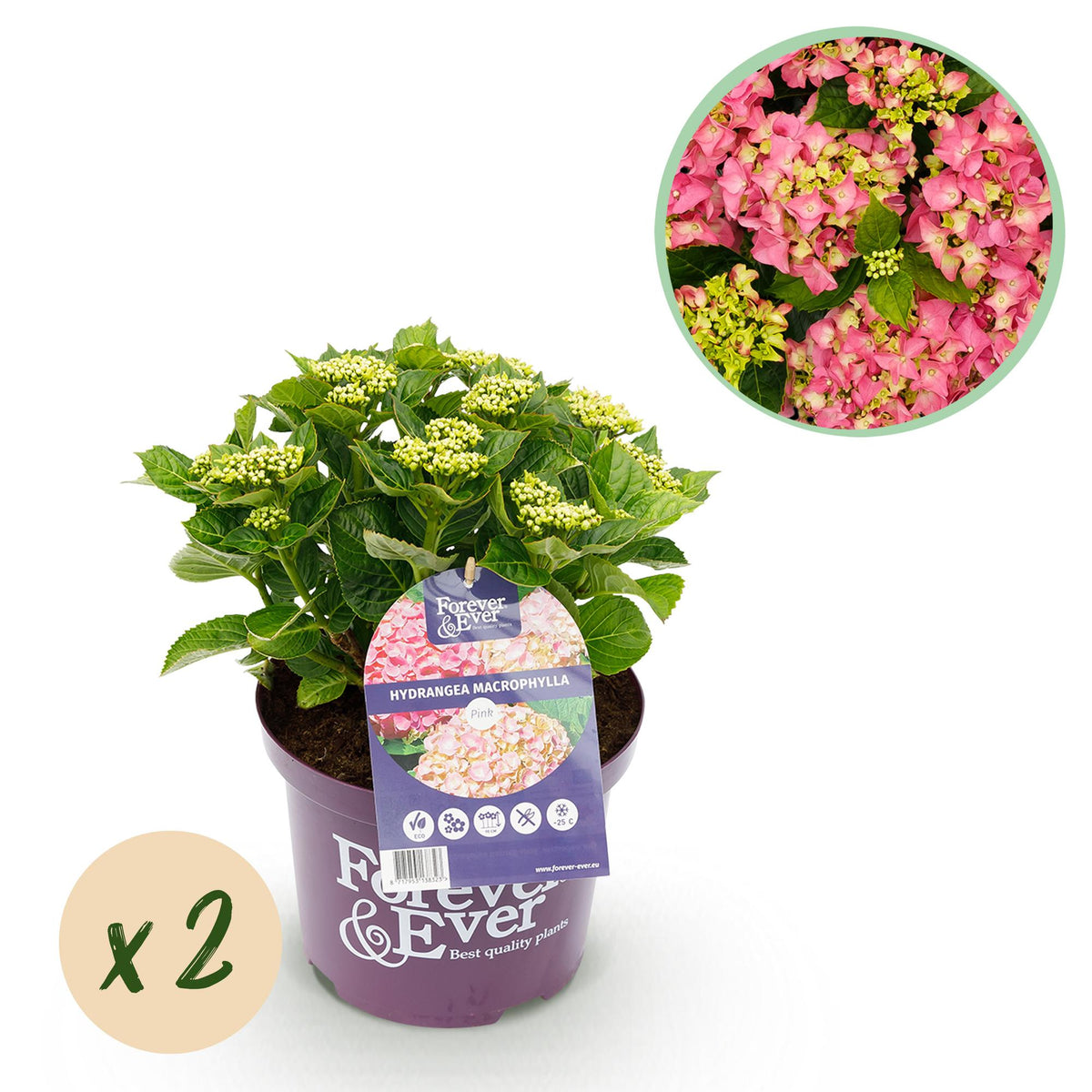 Hydrangea 'Forever & Ever' (hortensia) – roze – 2 planten, Ø23 cm, 55 cm hoog