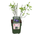Vaccinium corymbosum 'Reka' (blauwe bes) – Ø13 cm, 30 cm hoog