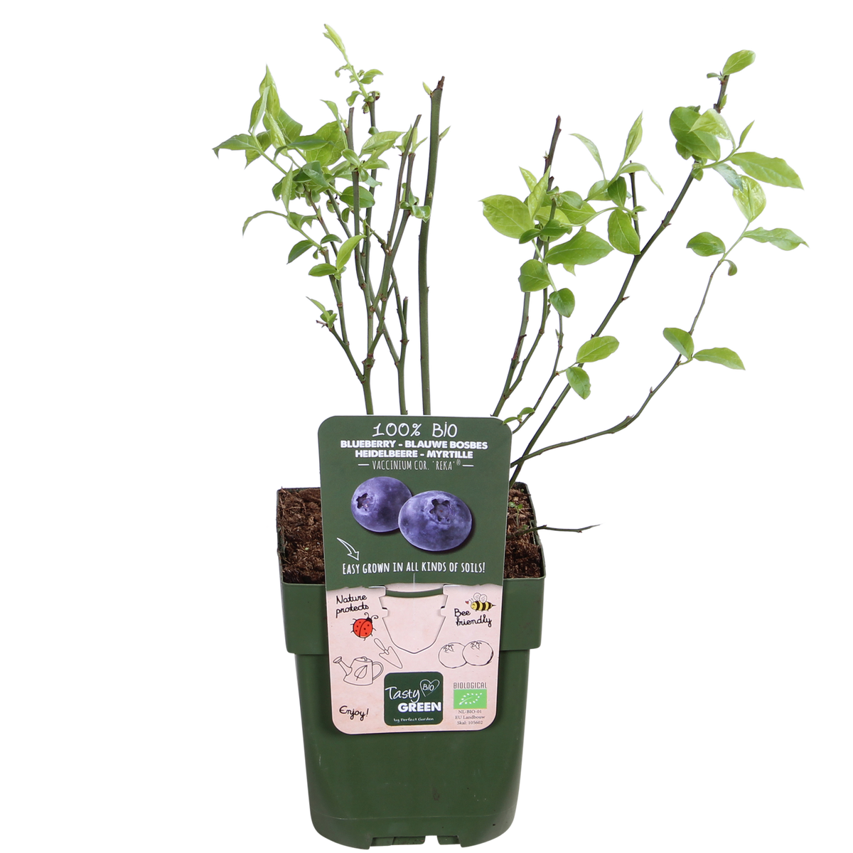 Vaccinium corymbosum 'Reka' (blauwe bes) – Ø13 cm, 30 cm hoog