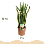 2× Sanseveria Laurentii (Sansevieria) – Ø17 cm, 60–70 cm hoog