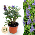 Buddleja davidii 'Butterfly Candy Little' (arbre à papillons) – lilas – 3 plants, Ø12 cm, 20–25 cm de haut