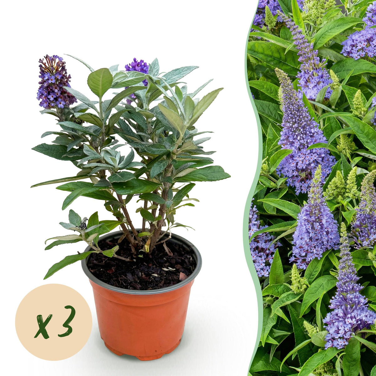 Buddleja davidii 'Butterfly Candy Little' (vlinderstruik) – lila – 3 planten, Ø12 cm, 20–25 cm hoog