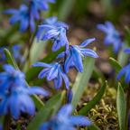 Scilla de Sibérie (Scilla siberica) – 400 bulbes (taille 7/8)