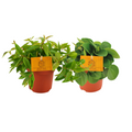 2× Peperomia Duo 2.0 – Ø11 cm, 15 cm de haut