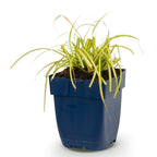 Carex oshimensis 'Evergold' (laîche du Japon) – Ø11 cm, 15–25 cm de haut