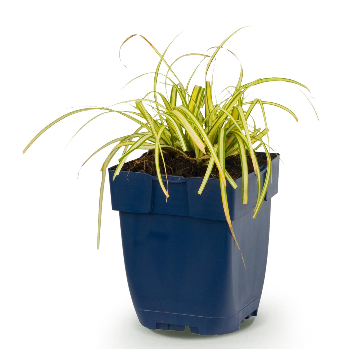 Carex oshimensis 'Evergold' (Japanse zegge) – Ø11 cm, 15–25 cm hoog