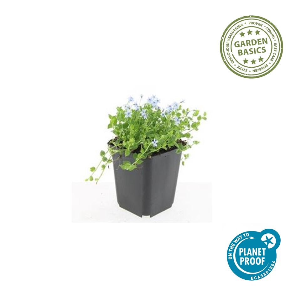 Isotoma fluviatilis 'Alba-' (blaue Teppichpflanze) – 6 Pflanzen, Ø9 cm, 10–25 cm hoch – Bild 3