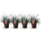 Festuca glauca 'Intense Blue' (fétuque bleue) – 4 plantes, Ø17 cm, 50 cm de haut