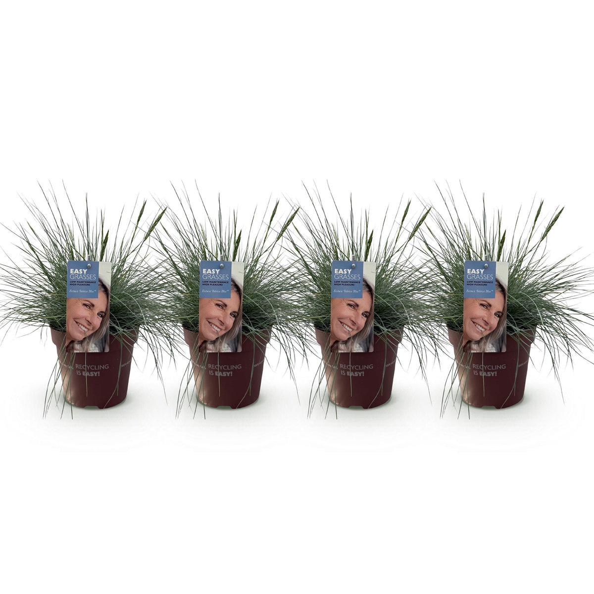 Festuca glauca 'Intense Blue' (fétuque bleue) – 4 plantes, Ø17 cm, 50 cm de haut – photo 2