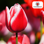 Tulpenmix 'Candy Apple Delight' – 20 Blumenzwiebeln (Zwiebelgröße 11/12)