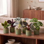 6× jeunes plantes Jungle Mix incl. Linnea Olive – Ø6 cm, 10–15 cm de haut