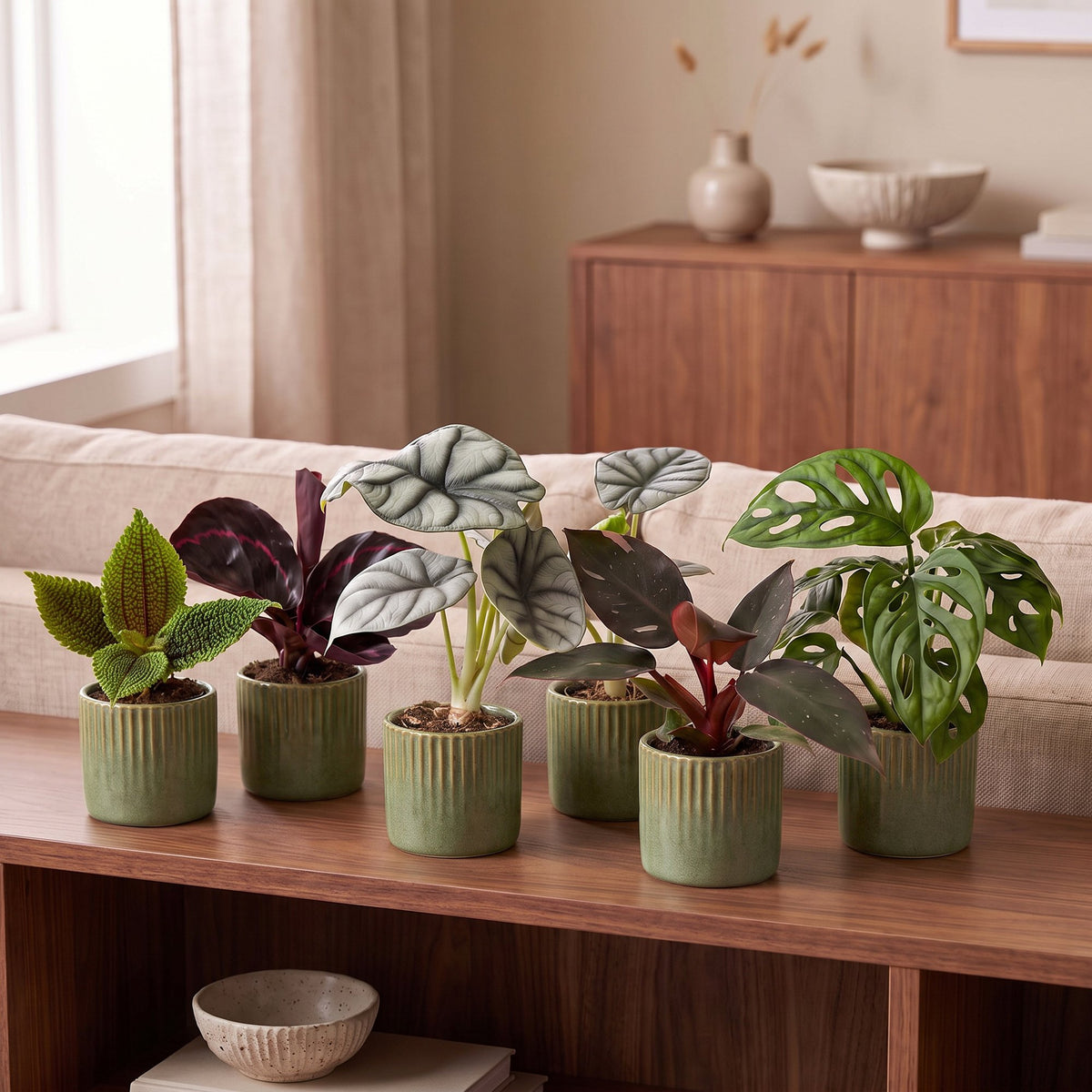 6× jeunes plantes Jungle Mix incl. Linnea Olive – Ø6 cm, 10–15 cm de haut