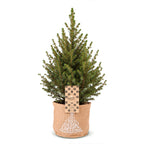 Picea glauca Conica (Weihnachtstanne) im Jutegut – Ø 17 cm, 65 cm hoch