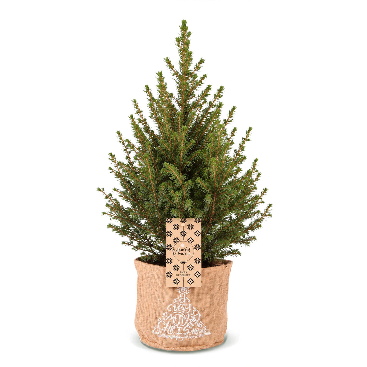 Picea glauca Conica (Weihnachtstanne) im Jutegut – Ø 17 cm, 65 cm hoch