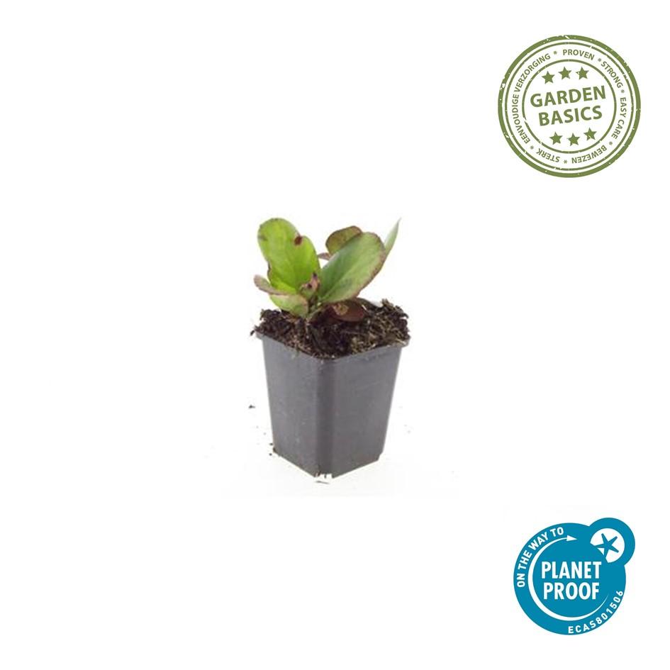 Bergenia cordifolia 'Herbstblüte' (schoenlappersplant) – 12 planten, Ø9 cm, 10–25 cm hoog